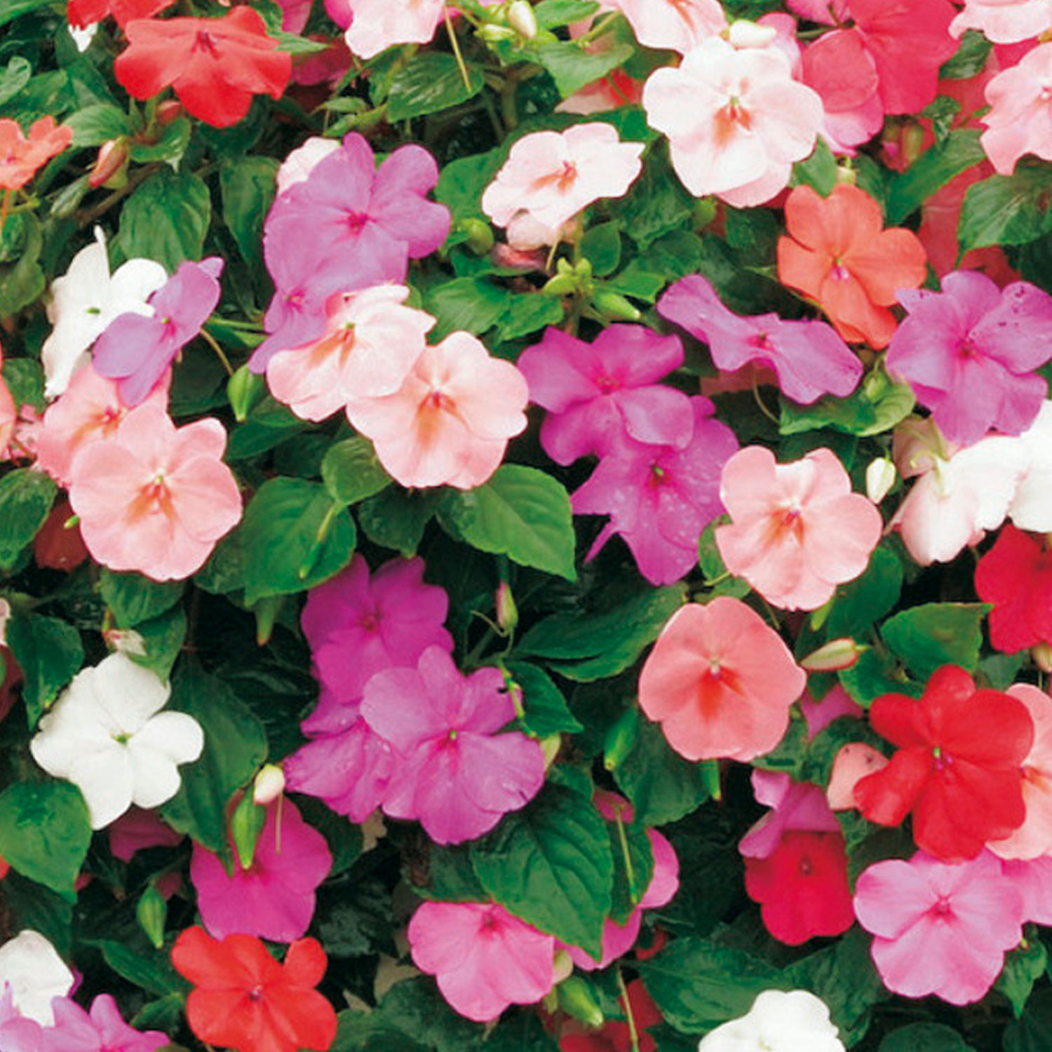 Johnsons Busy Lizzie Mixed Safari F2 Flower Seeds Image 1