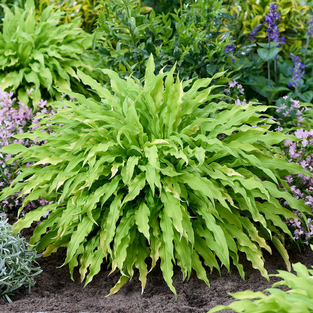 YouGarden Hosta Collection Plant in Pot 12cm 2 Pack Image 2