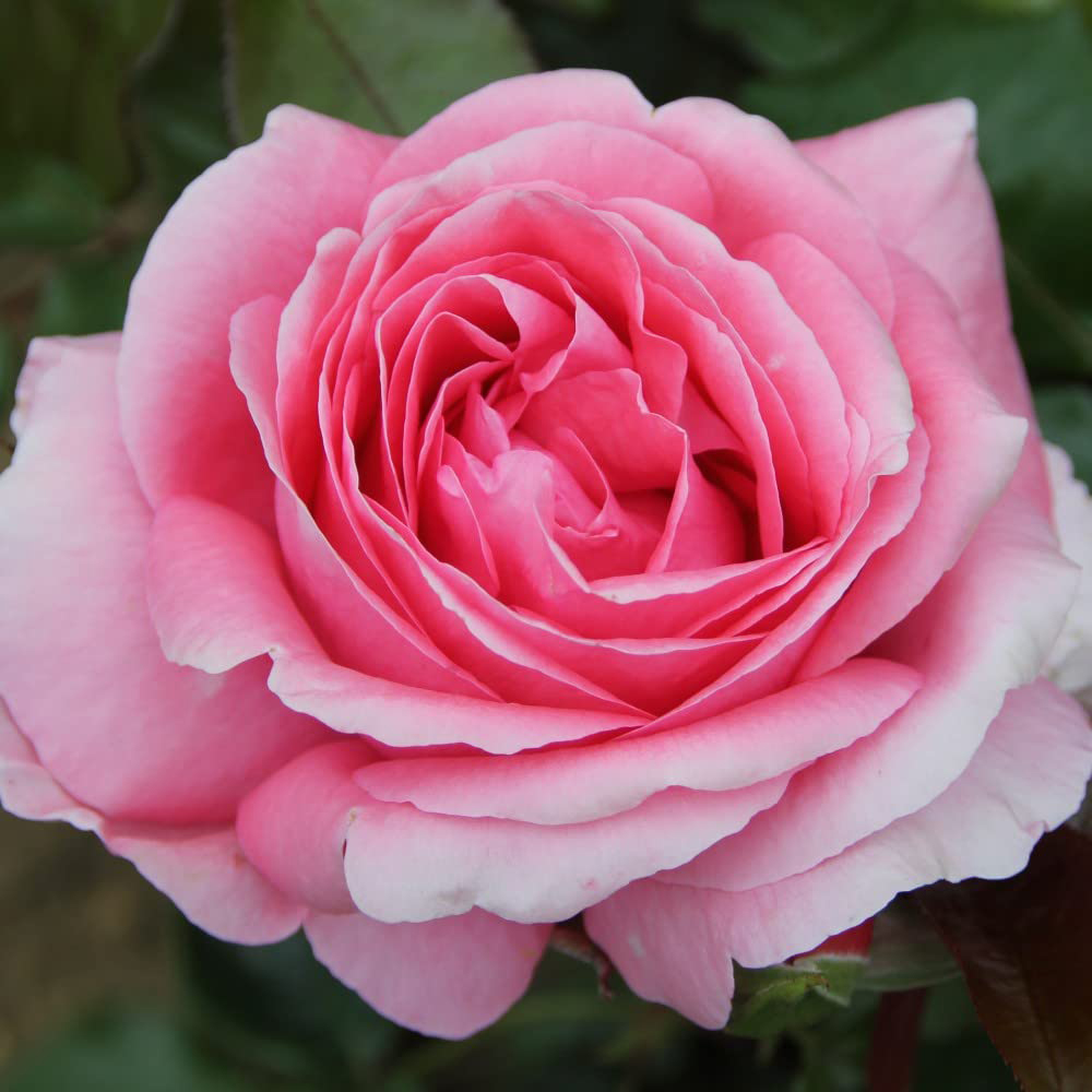 Thompson and Morgan Rose Bush Special Anniversary Bare Root Image 1