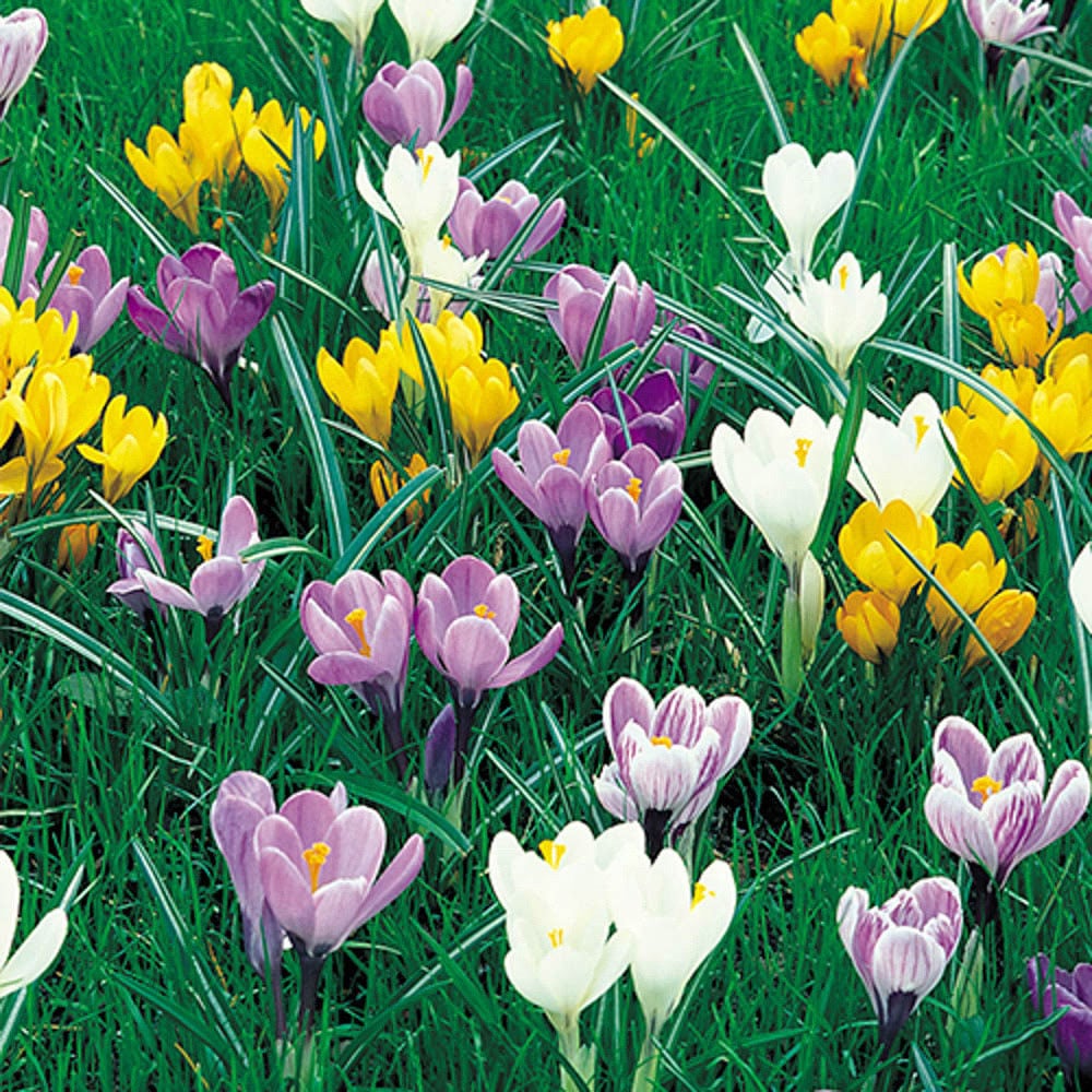 wilko Species Crocus Multicolour Planting Bulb 30 Pack Image 2