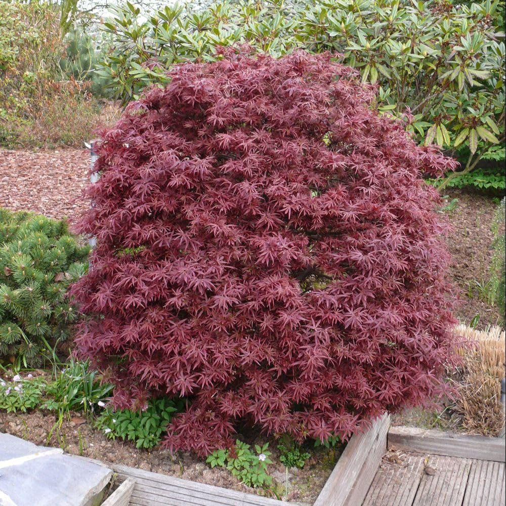Thompson & Morgan Acer Palmatum Shaina Plant Pot 6L Image 5