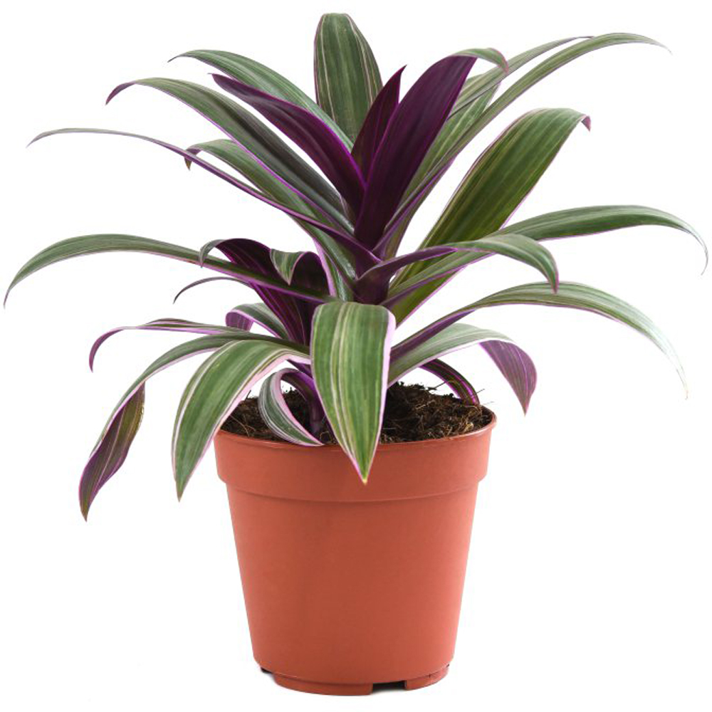 Thompson and Morgan Tradescantia Sitara Plant Pot 11cm Image 3