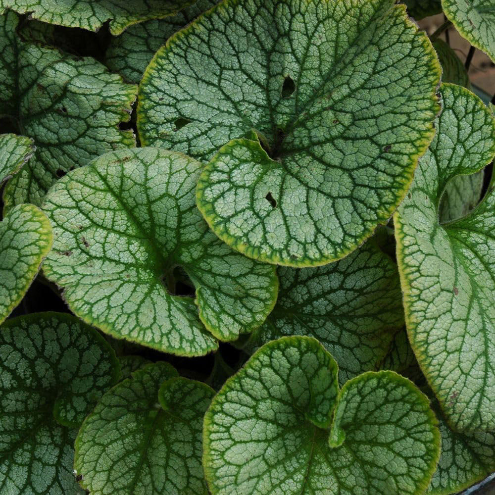 Thompson and Morgan Brunnera Macrophylla Jack Frost Plant Pot 9cm Image 3