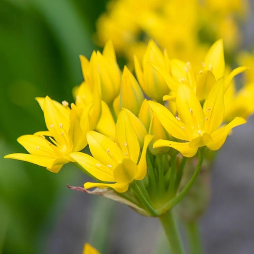 Thompson and Morgan Harmony Collection Spring Planting Bulb 300 Pack Image 2