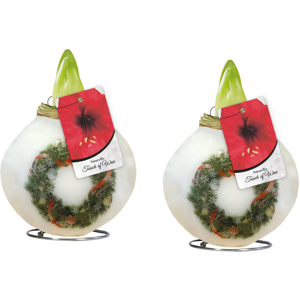 Thompson and Morgan Christmas Gift Amaryllis in Touch of Wax Porcelain Wreath 2 Pack Image 2