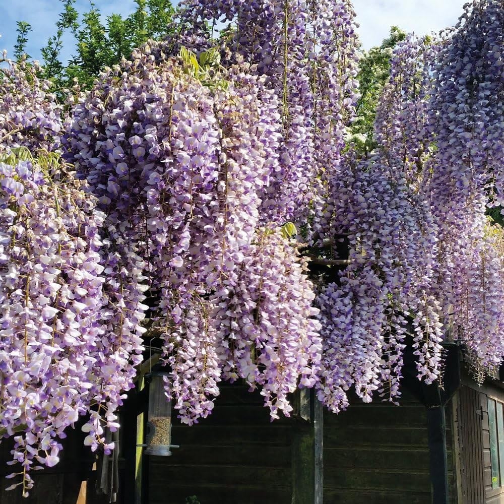 Thompson and Morgan Wisteria Prolific Plant Pot 1.5L 2 Pack Image 6