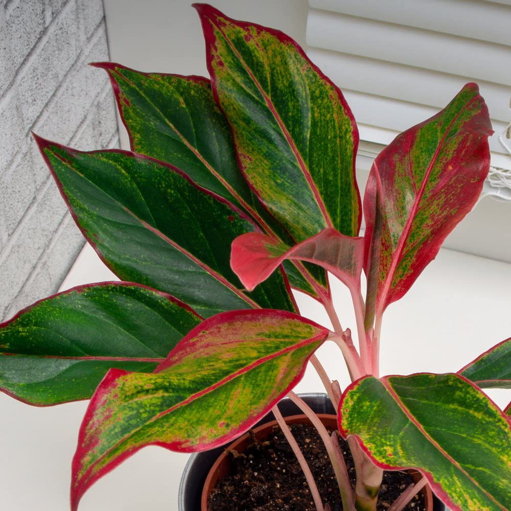 Thompson and Morgan Aglaonema Crete Plant Pot 12cm Image 1