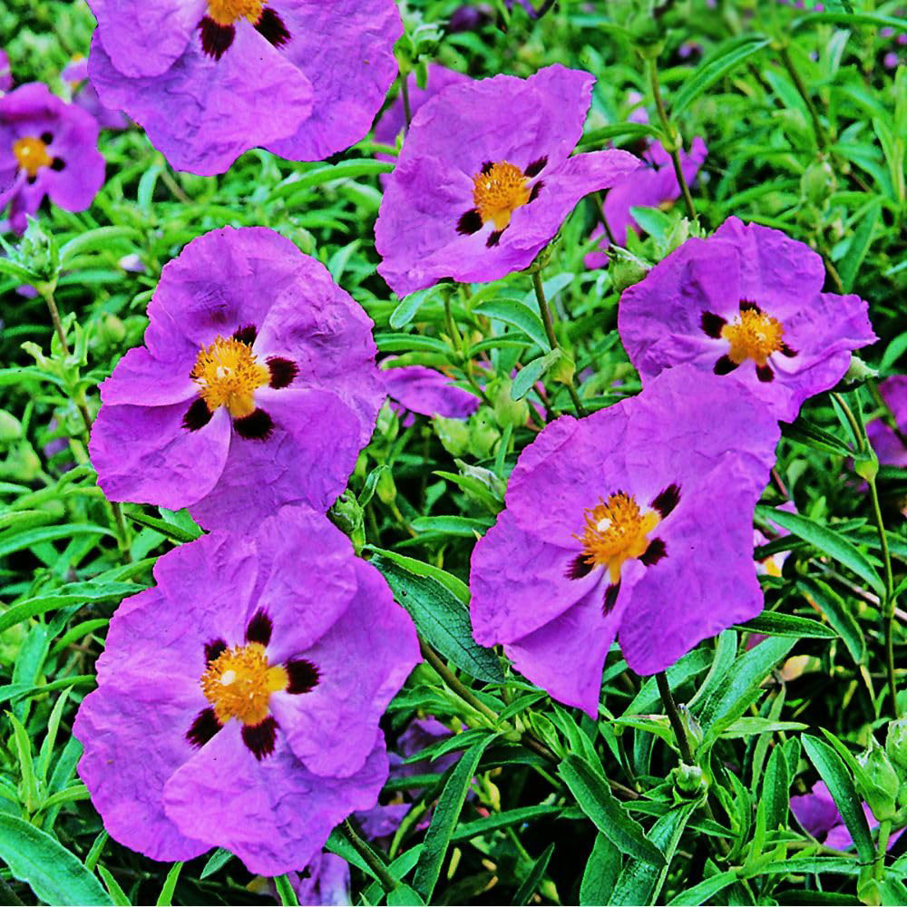 Thompson and Morgan Cistus x Purpureus Plant Pot 3L Image 3