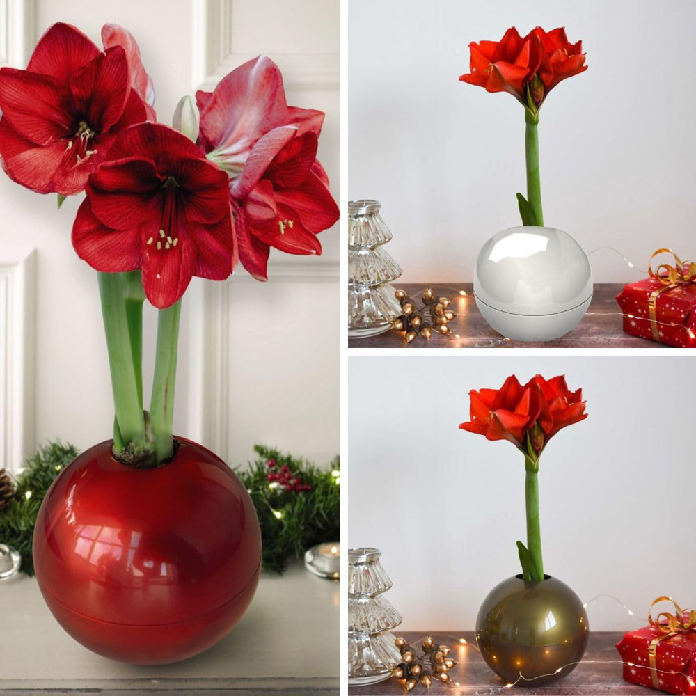 Thompson and Morgan Christmas Gift Red Amaryllis Bulb in Globe 3 Pack Image 1