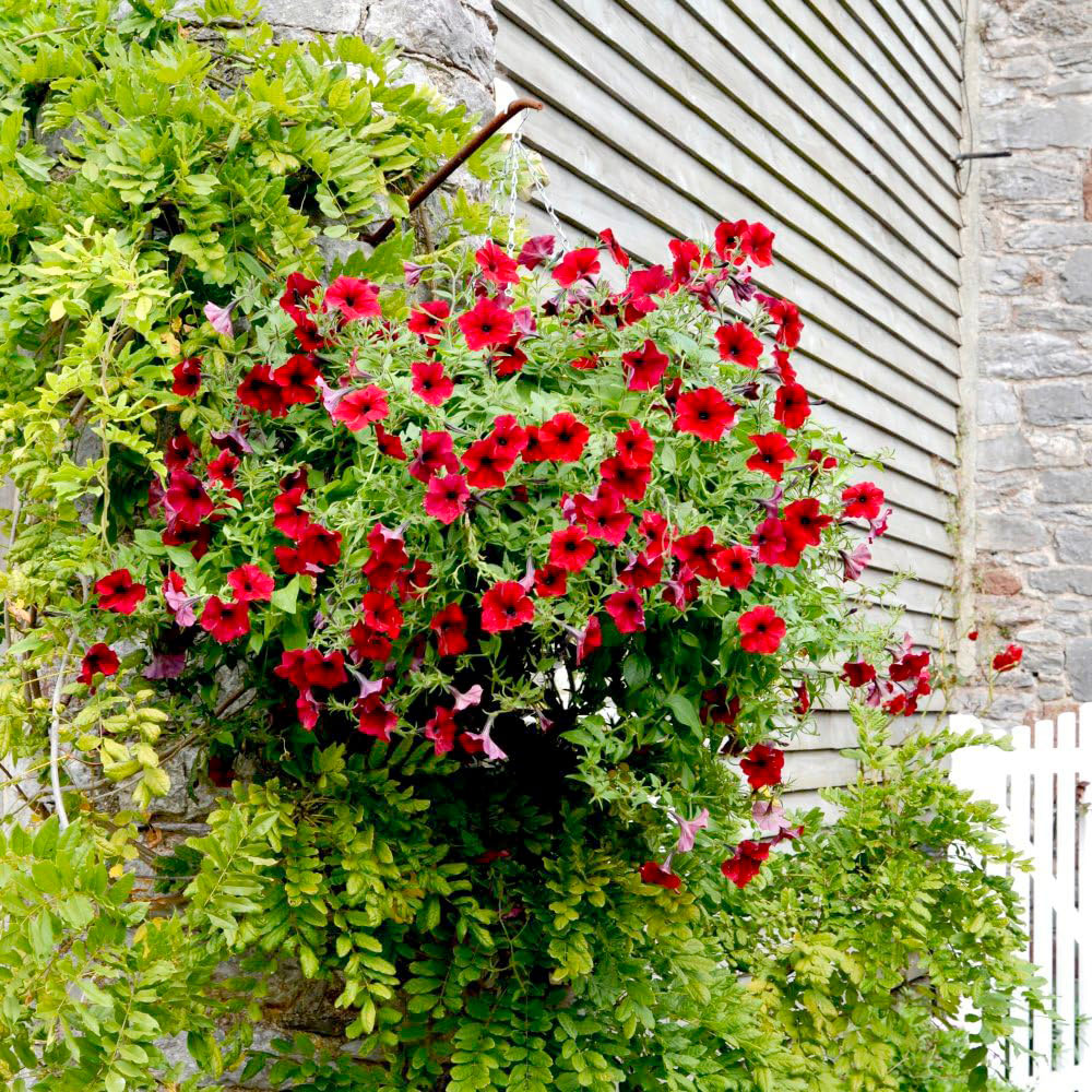 Thompson and Morgan Petunia Purple Trailing Surfinia Postiplug Plant 5 Pack Image 3