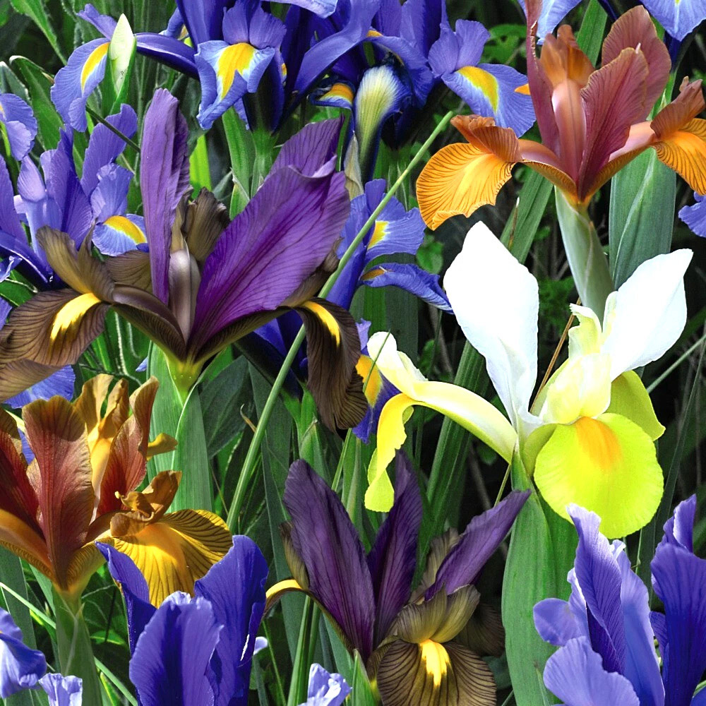 Thompson and Morgan Iris Dutch Mixed Spring Planting Bulb 160 Pack Image 1