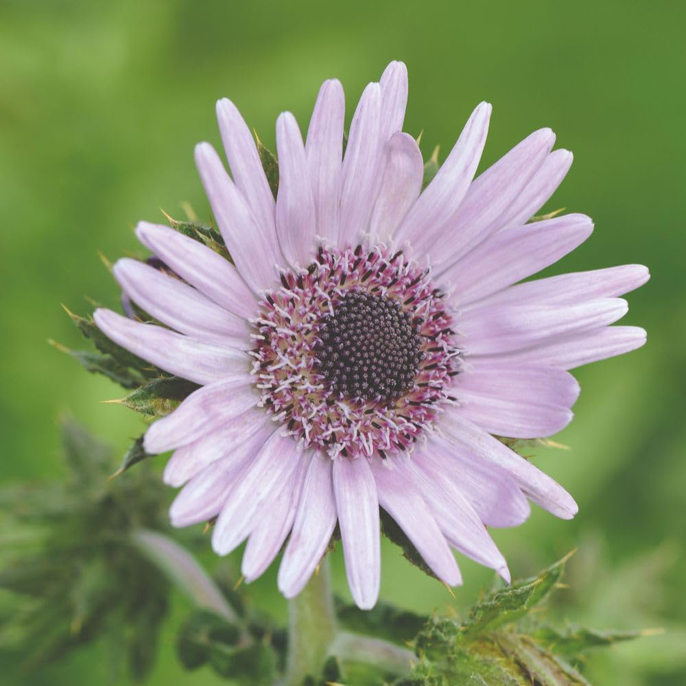 Thompson & Morgan Berkheya Purpurea Silver Spikes Seeds Image 1