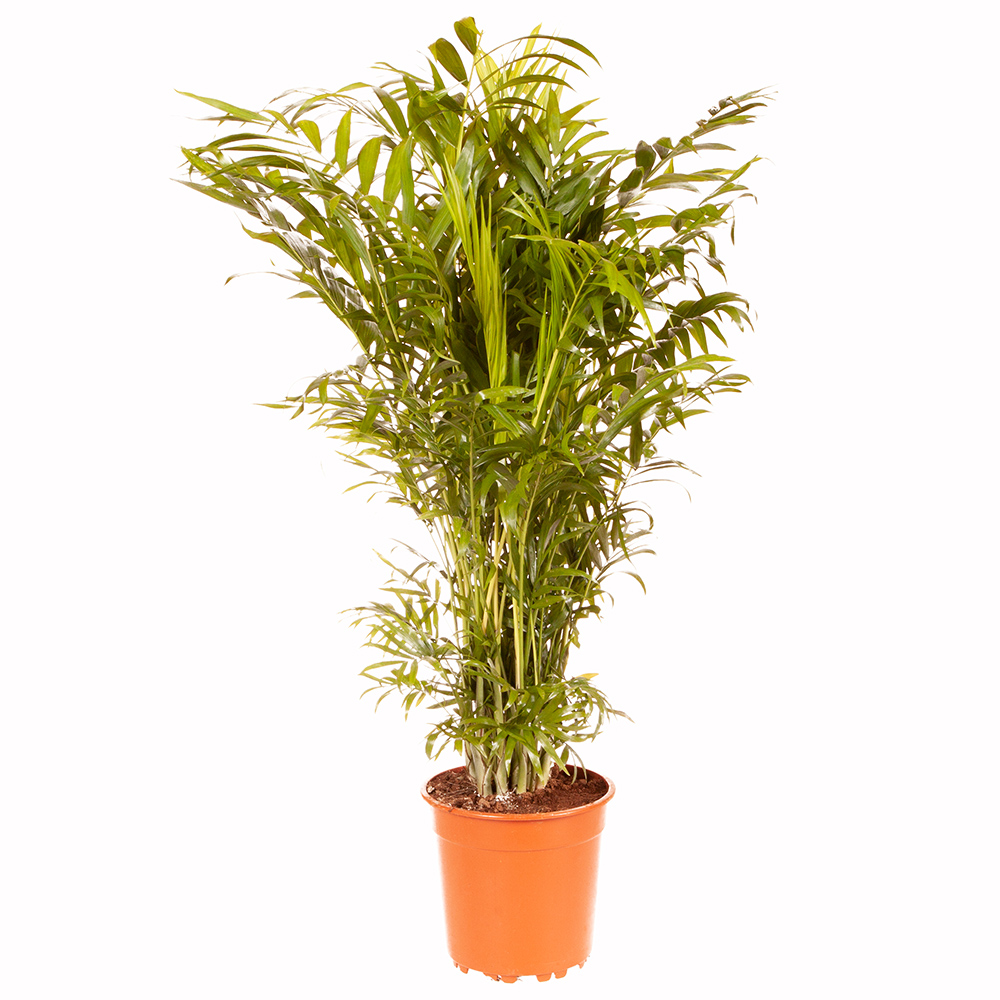 YouGarden Areca Palm with Grey Pot Cover Image 2