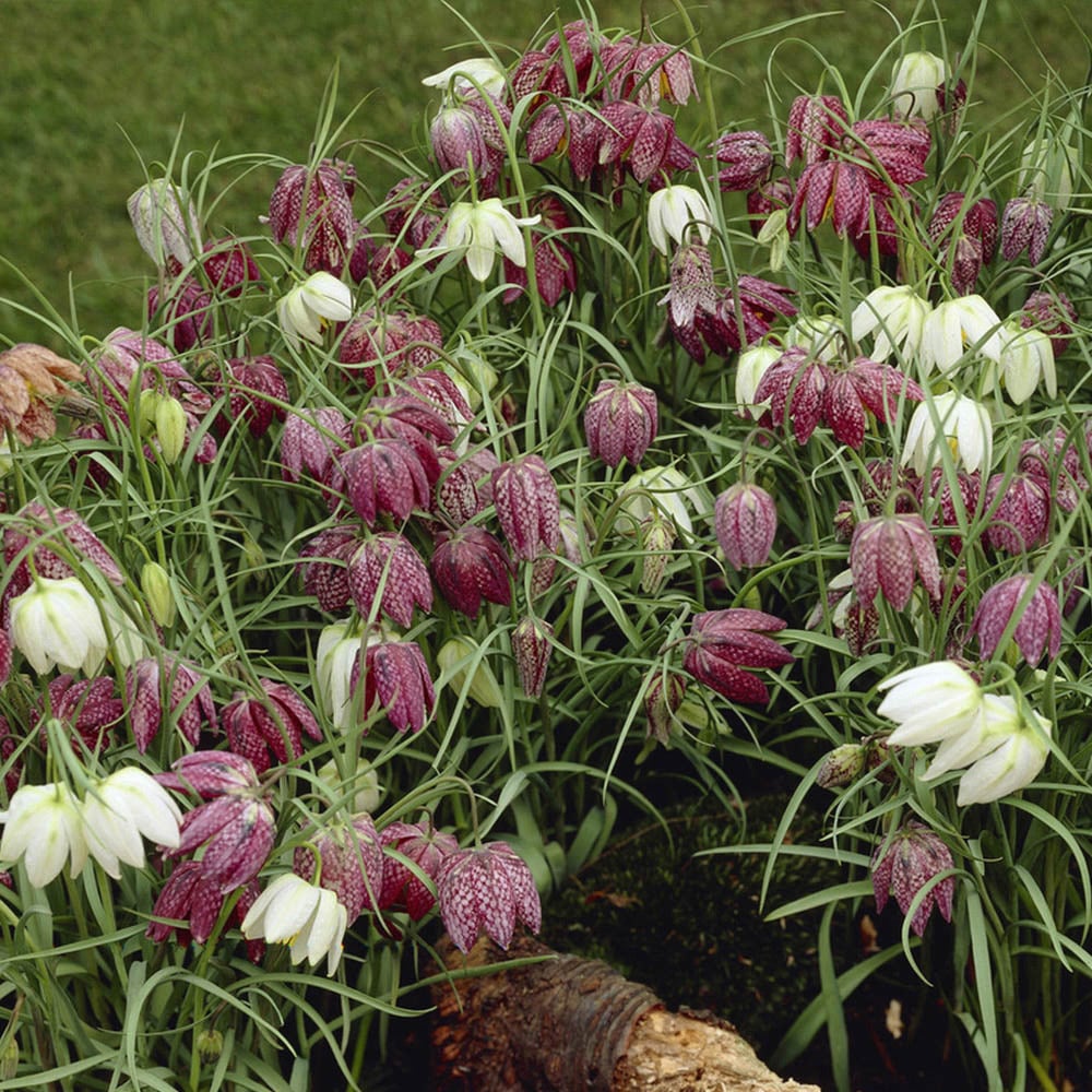 wilko Snakeshead Fritillary Multicolour Planting Bulb 25 Pack Image 2