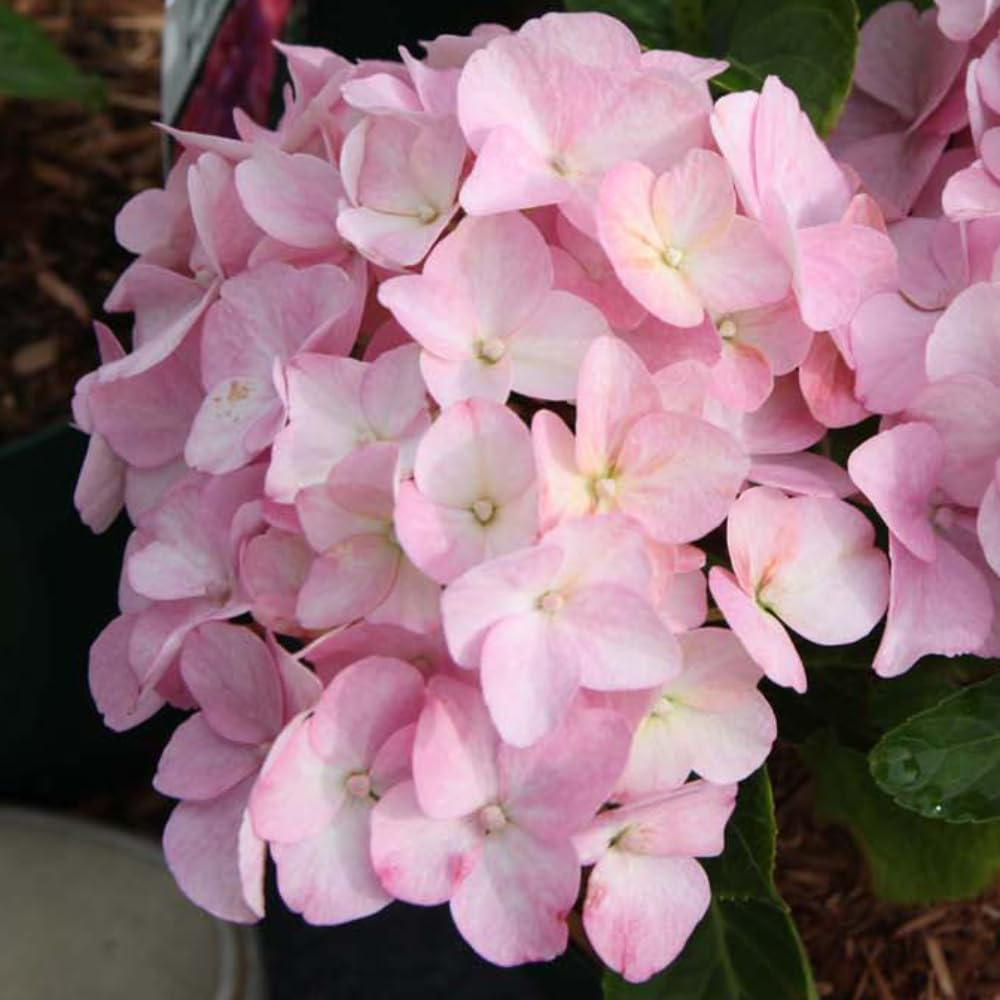 Thompson & Morgan Hydrangea Macrophylla Belle Seduction Plant Pot 25L Image 1