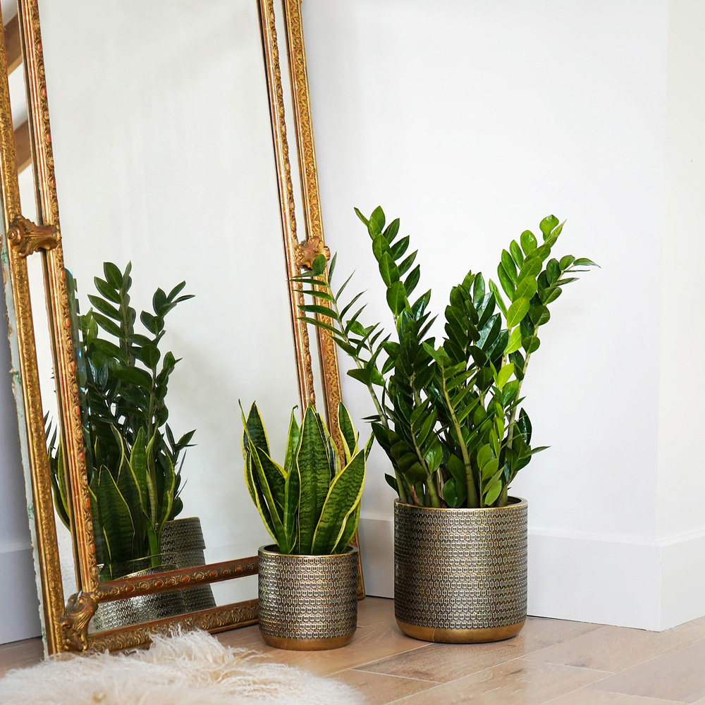 Ivyline Solis Gold Embossed Planter 18 x 18cm Image 6