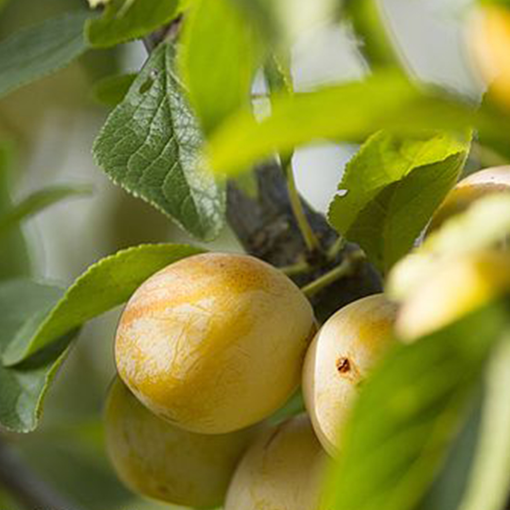 Thompson and Morgan Plum Prunus Mirabelle De Nancy St Julien Rootstock Bare Root Tree 2 Pack Image 1