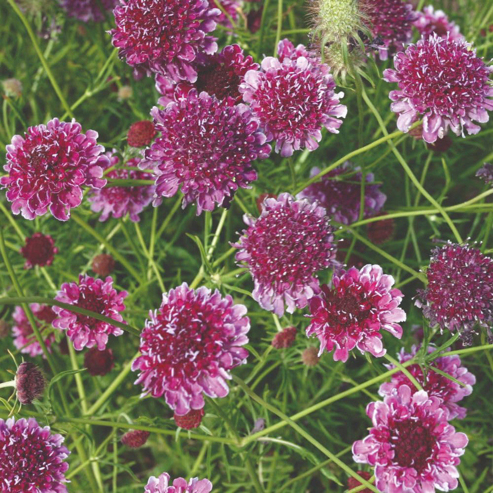 Thompson and Morgan Scabious Beaujolais Bonnets Seed Packet Image 2