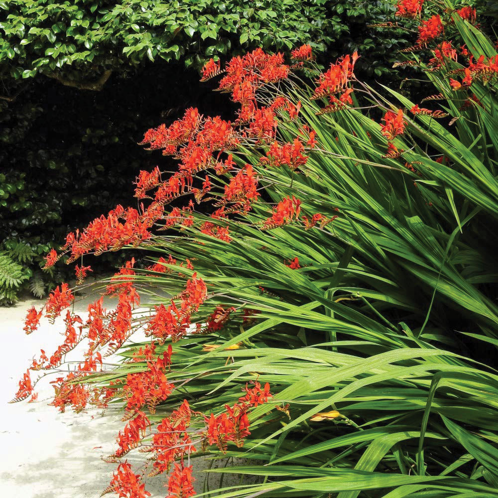 Thompson and Morgan Crocosmia Lucifer Planting Bulb 10 Pack Image 2