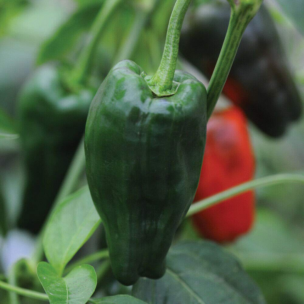 Thompson and Morgan Chilli Pepper Padron Seeds Image 1