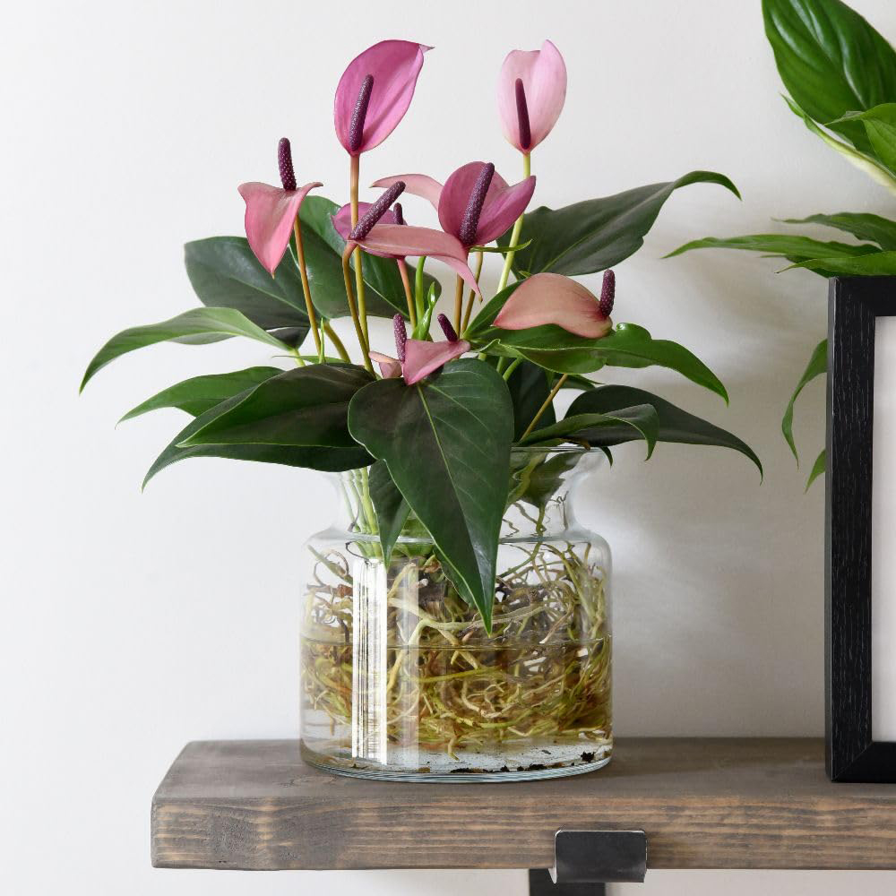 Thompson and Morgan Anthurium Aqua Pink in Sierglass Plant Pot 12cm 2 Pack Image 4