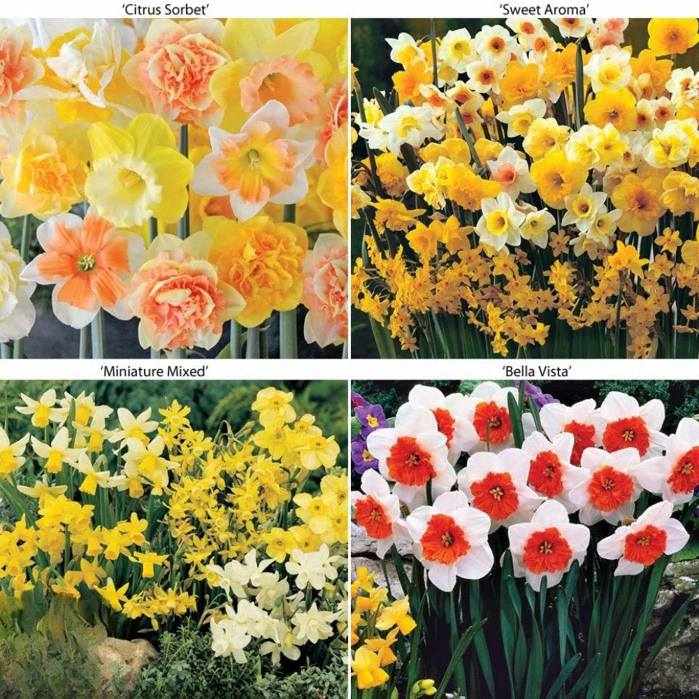 Thompson and Morgan Daffodil Ultimate Collection Planting Bulb 56 Pack Image 6