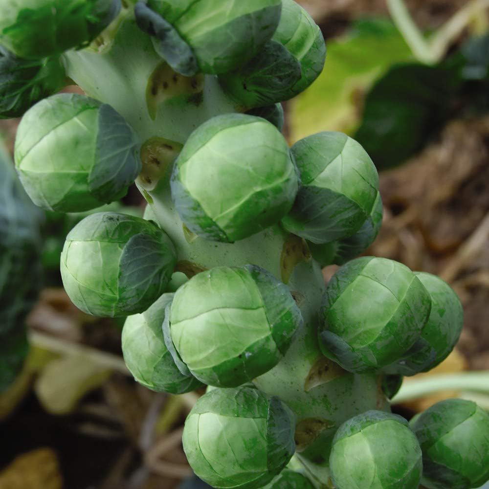 Thompson & Morgan Brussels Sprout Brilliant F1 Hybrid 30 Seeds Packet Image 1