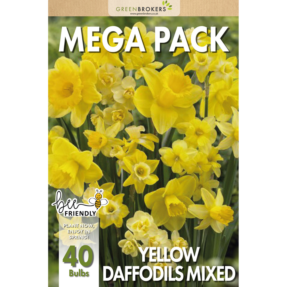 GreenBrokers Dutch Daffodil Mixed Planting Bulb 40 Pack Image 2