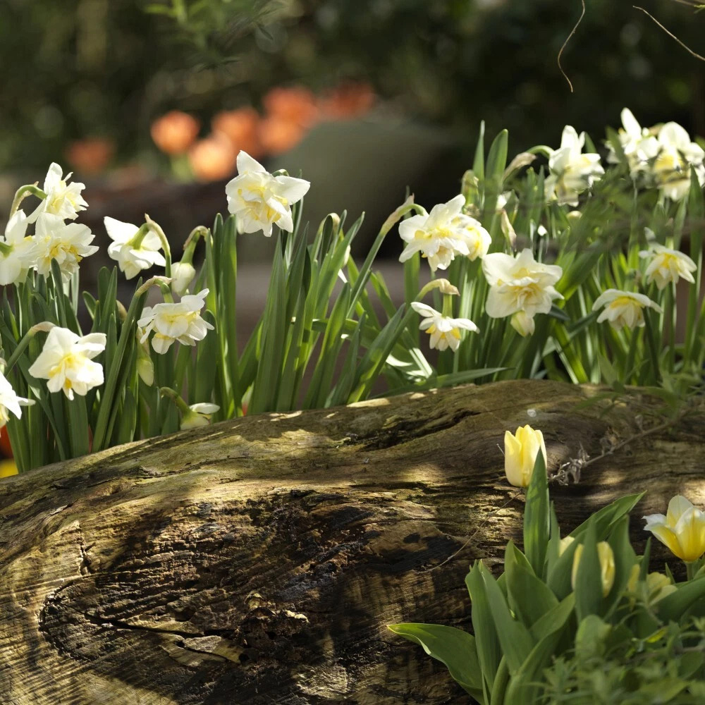 Thompson and Morgan Daffodil White Lion Autumn Planting Bulb 8 Pack Image 5
