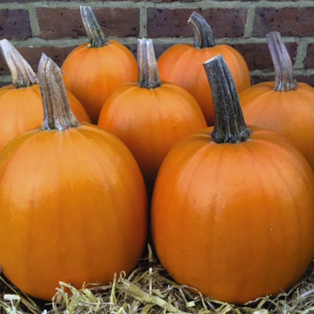 Thompson & Morgan Pumpkin Evergold Seeds Image