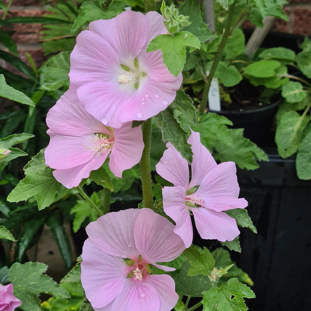 Thompson and Morgan Lavatera Marshmallow Strawberry Cream Plant Pot 9cm 3 Pack Image 2
