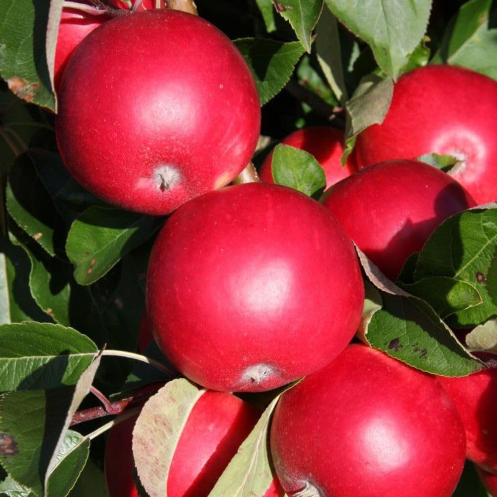 Thompson & Morgan Fruit Apple Malus Scrumptious M26 Plant Pot 12L Image
