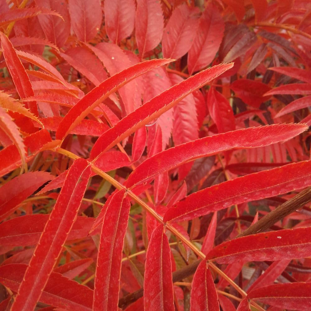 Thompson and Morgan Sorbus Olympic Flame Plant Pot 12L Image 1