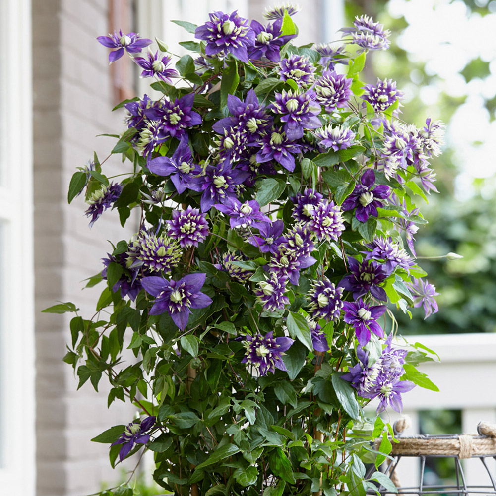 YouGarden Patio Clematis Kit Image 2