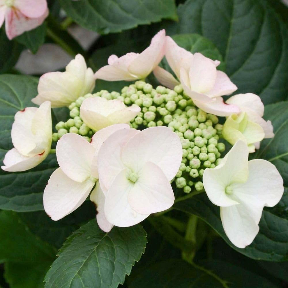 Thompson & Morgan Hydrangea Macrophylla Sandra Plant Pot 3L Image 1
