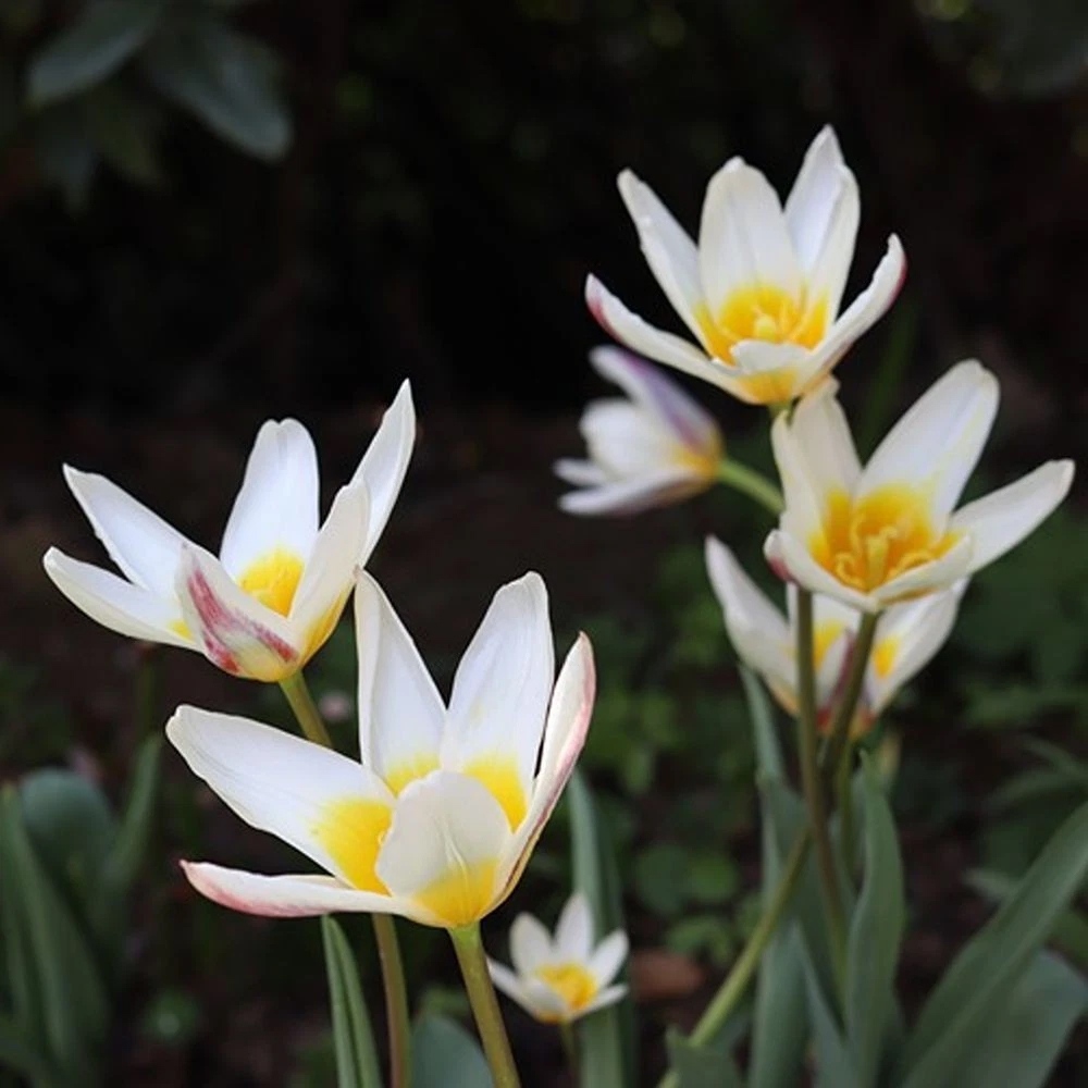 Thompson and Morgan Tulip Ice Stick Planting Bulb 32 Pack Image 1