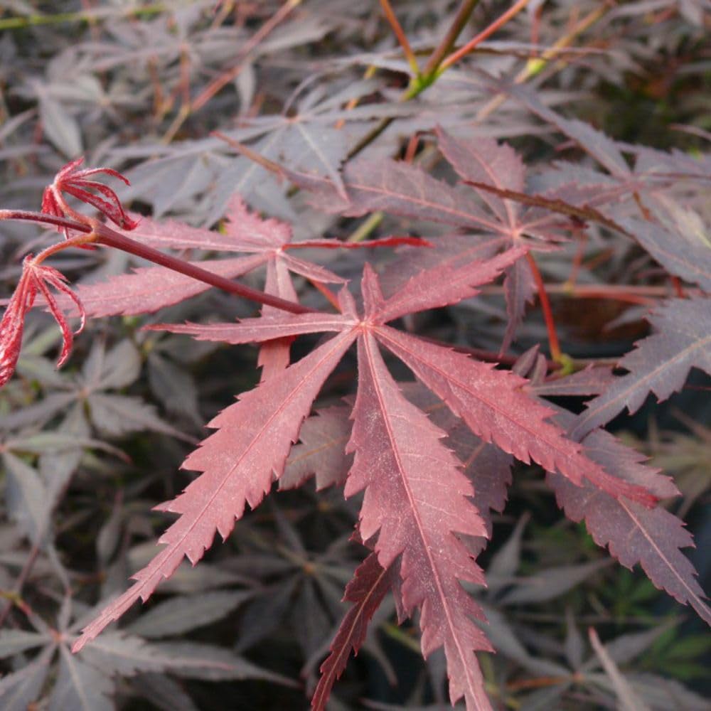 Thompson and Morgan Acer Palmatum Sumi Nagashi Plant Pot 3L Image 1