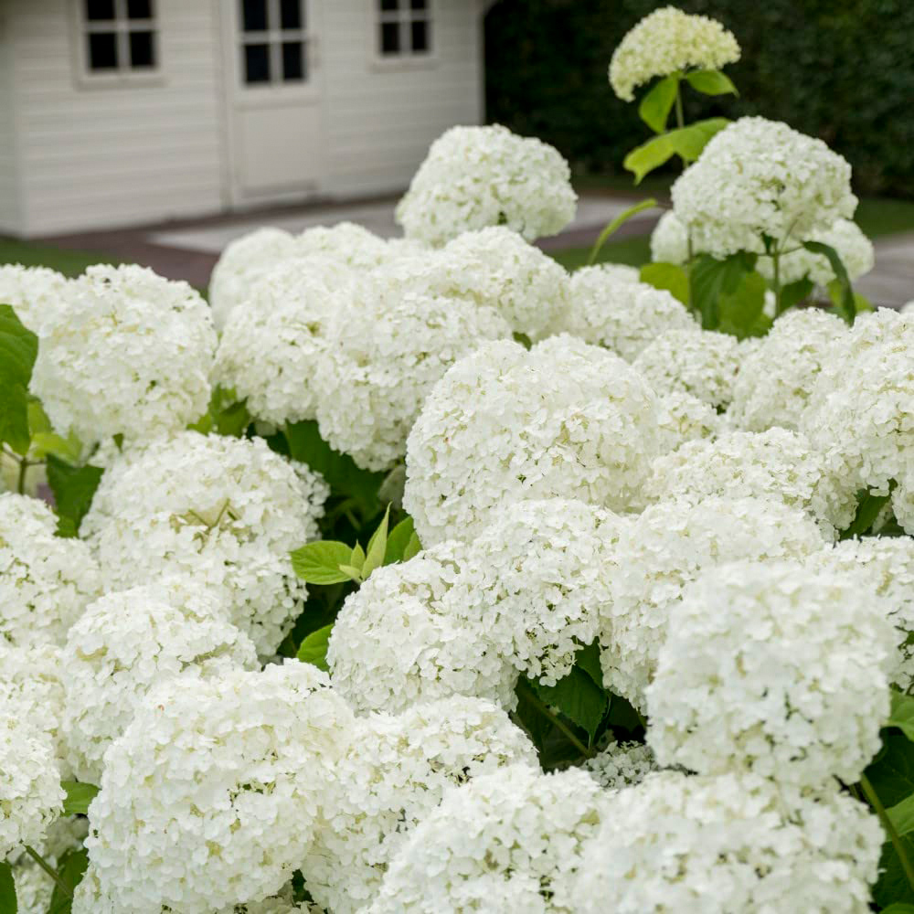 Thompson and Morgan Hydrangea Strong Annabelle Plant Pot 3L Image 1