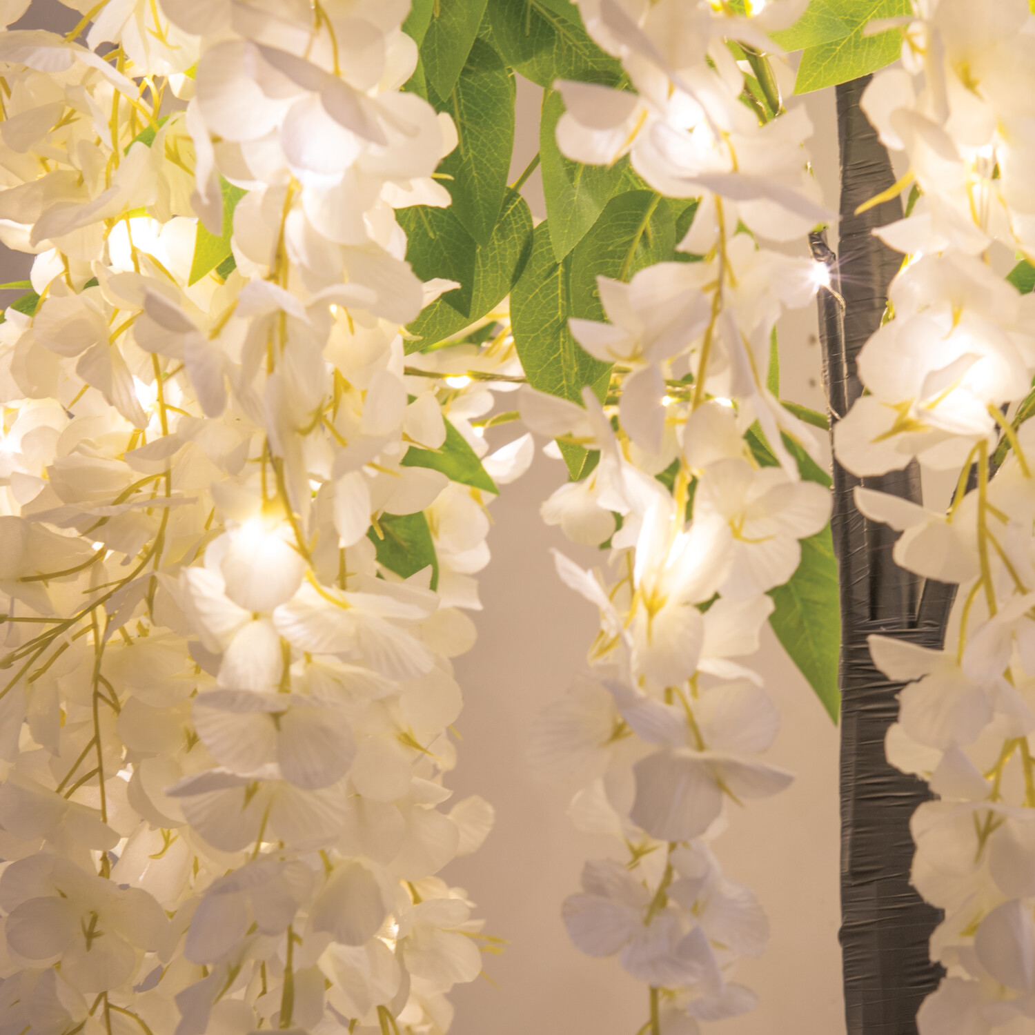 XL Wisteria Tree Image 3