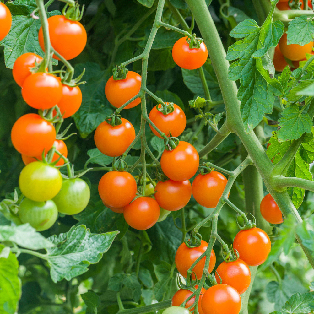 YouGarden Tomato Sungold SuperSweet plug x 12 Image 3