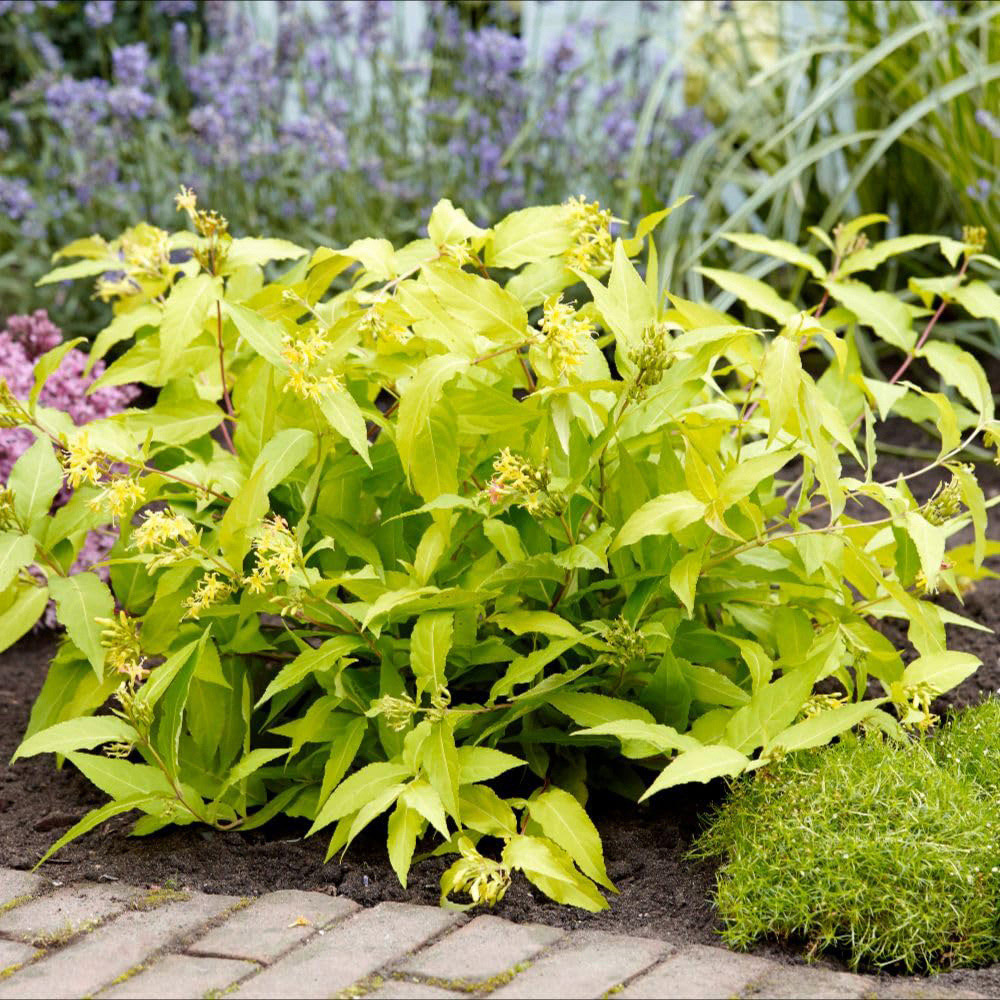 Thompson and Morgan Diervilla Rivularis Honeybee Plant Pot 2L 2 Pack Image 1