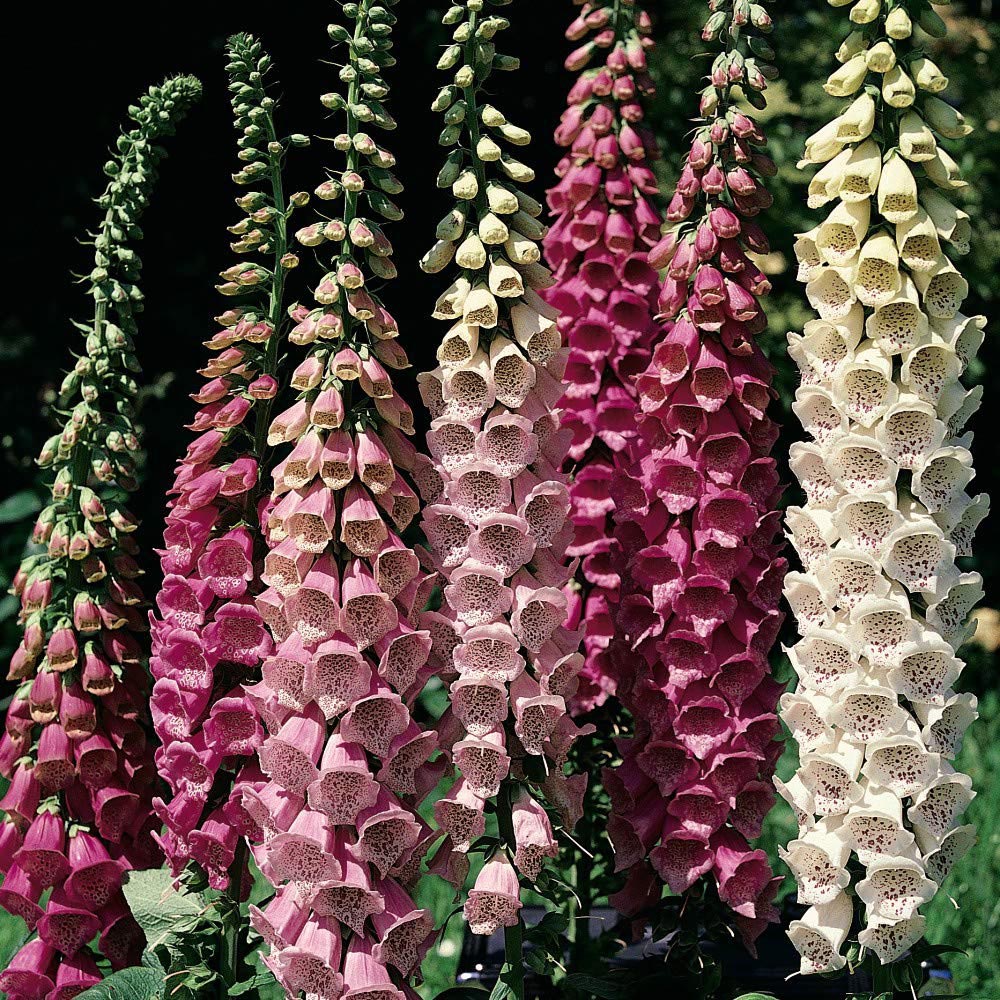Thompson and Morgan Digitalis Foxglove Excelsior Garden Ready Plant 30 Pack Image 2