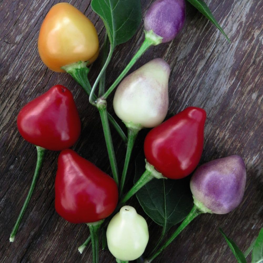 Thompson & Morgan Pepper Capsicum Baccatum Chilli Spangles Seed Packet Image