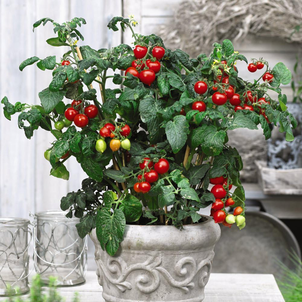 Thompson and Morgan Tomato Heartbreakers Vita F1 Seeds Image 2