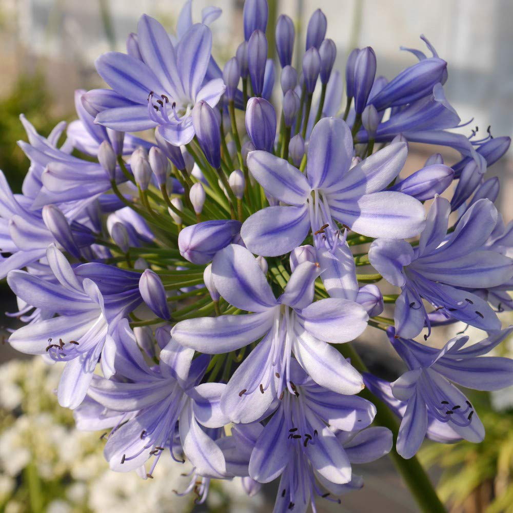 Thompson and Morgan Agapanthus Full Moon Plant Pot 9cm Image 3