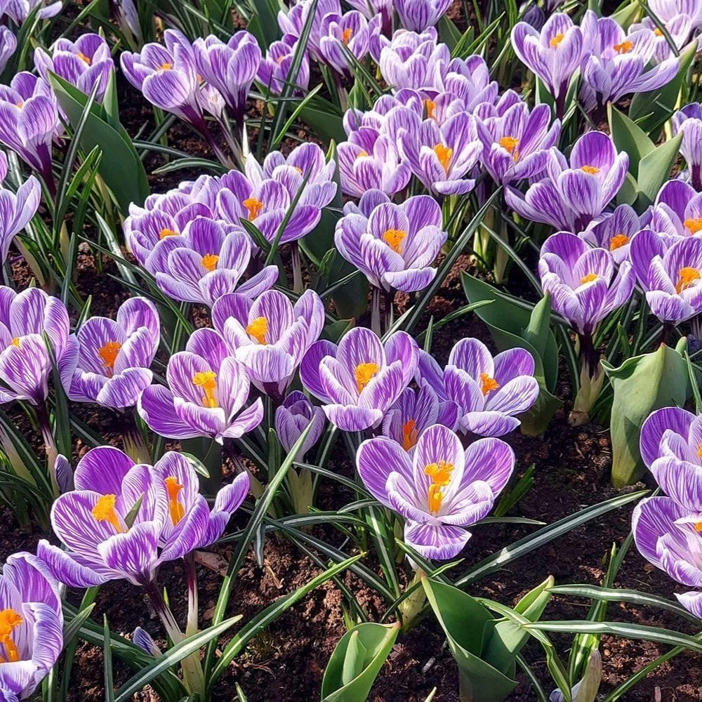 Thompson and Morgan Crocus vernus Pickwick Planting Bulb 40 Pack Image 2