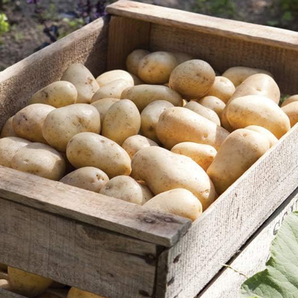 Thompson and Morgan Potato Charlotte 1kg Image 1