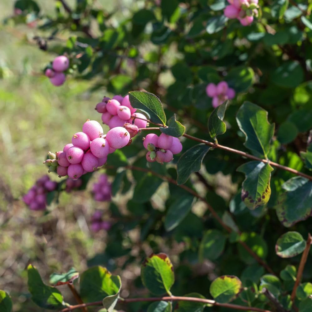 Thompson and Morgan Symphoricarpos Doorenbosii Magic Berry Bare Root 40-60cm Image 1