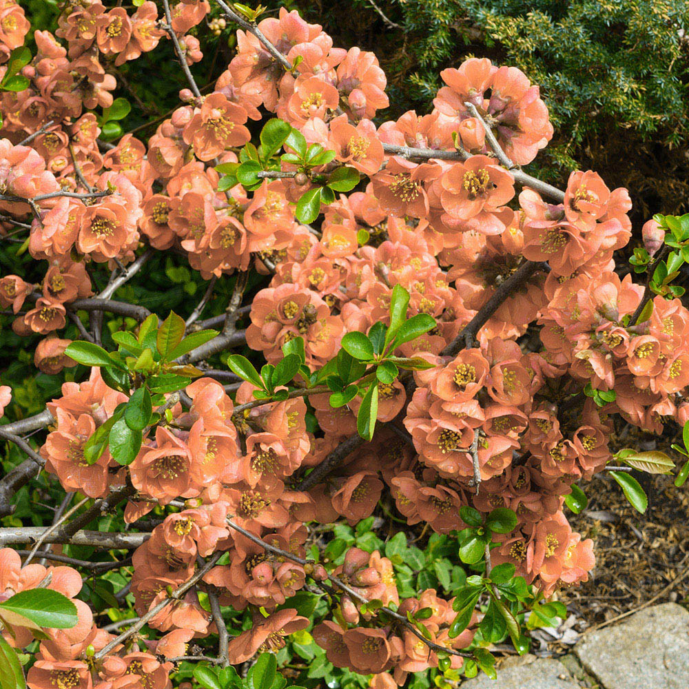 YouGarden Japanese Quince Chaenomeles Superba Orange Trail Plant Pot 2L Image 1