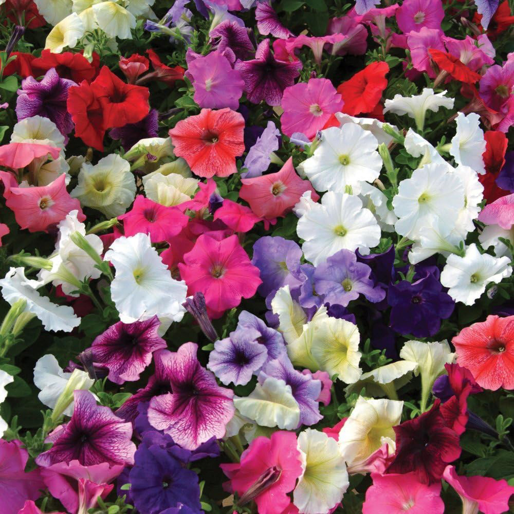 Thompson and Morgan Petunia Frenzy Mixed Plant Plugs 6 Pack Image 1